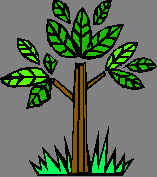 Environmental Impact
