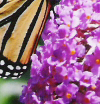 Butterfly1