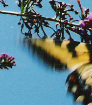 Butterfly2