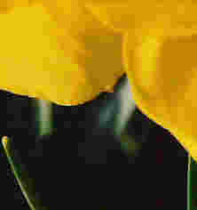Daffodils