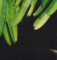 Hanging Orchid
