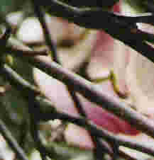 Magnolia Tree