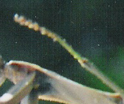 Praying Mantis