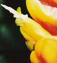 Orange and Yellow Flower