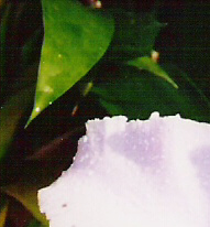 Orchid