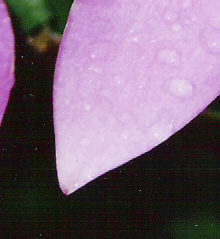 Orchid