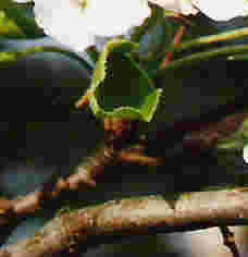 Ornamental Pear Tree