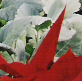 Pointsettia