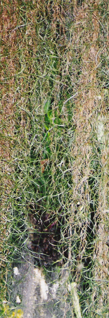 Moss