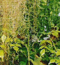 Spanish Moss