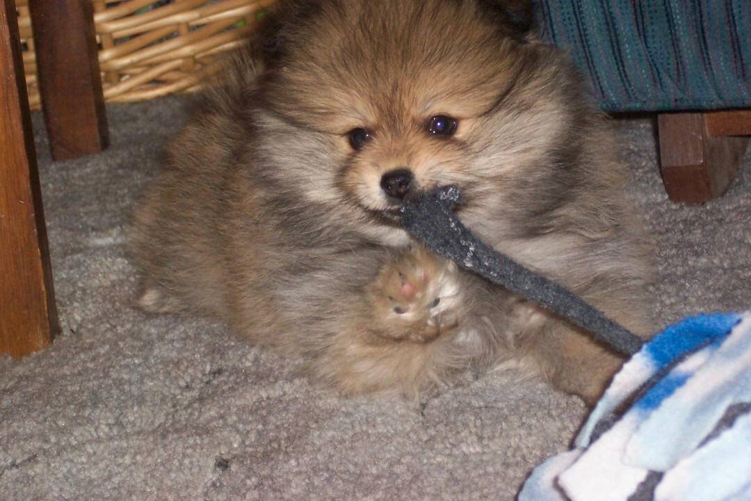 Our pom