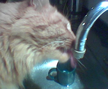 Cat at Hostel