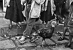 Cristo Market Chicken