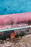 Critso Dog
