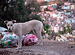 Gto Dog