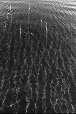 cottage water 2