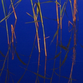 Reed