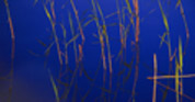 cottage water 3