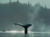bi_baleia_002.gif (251984 bytes)