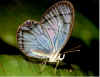 bi_borboleta_003.jpg (138352 bytes)