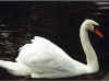 bi_cisne_001.jpg (122748 bytes)