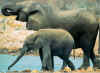 bi_elefante_006.jpg (163539 bytes)