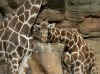 bi_girafa_004.jpg (132167 bytes)