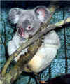 bi_koala_001.jpg (90224 bytes)