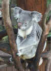 bi_koala_004.jpg (67785 bytes)