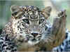 bi_leopardo_002.jpg (112167 bytes)