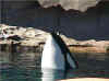bi_orca_009.jpg (111491 bytes)