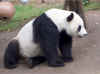 bi_panda_001.jpg (91056 bytes)