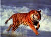 bi_tigre_026.jpg (128387 bytes)
