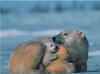 bi_ursopolar_005.jpg (75460 bytes)