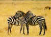 bi_zebra_004.jpg (161889 bytes)