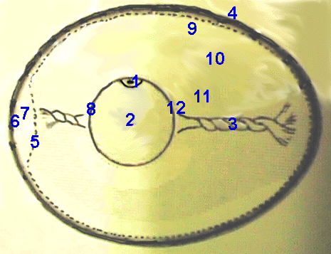 The Egg