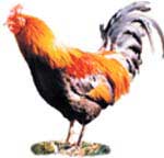 p28_2.jpg (7085 bytes)