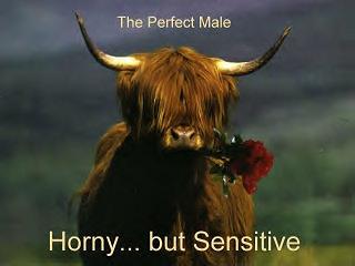 perfect male