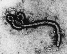 VIRUS DEL EBOLA