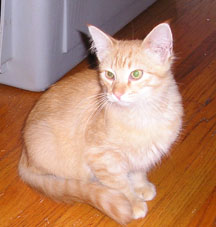 Theo as a kitten