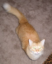 Theo at 4 years (and 12 pounds?)