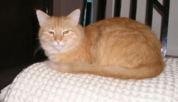 Theo in a chair