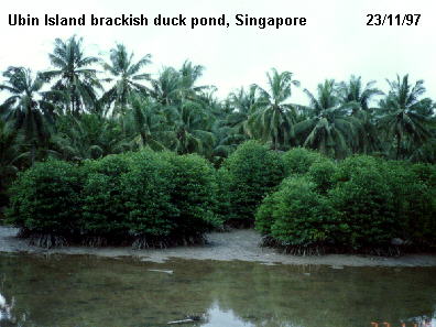 Ubin