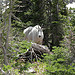 Glacier National Park