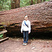 Muir Woods National Monument 2005-06