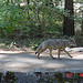 Yosemite National Park 2003-09