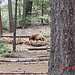 Yosemite National Park 2005-04
