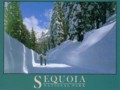 Sequoia