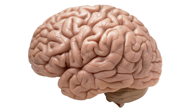 brain