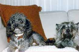 pets5_fp.jpg